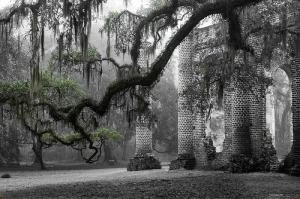 Oak Limb At Old Sheldon Church By Scott Hansen Featured On The Smithsonian Website